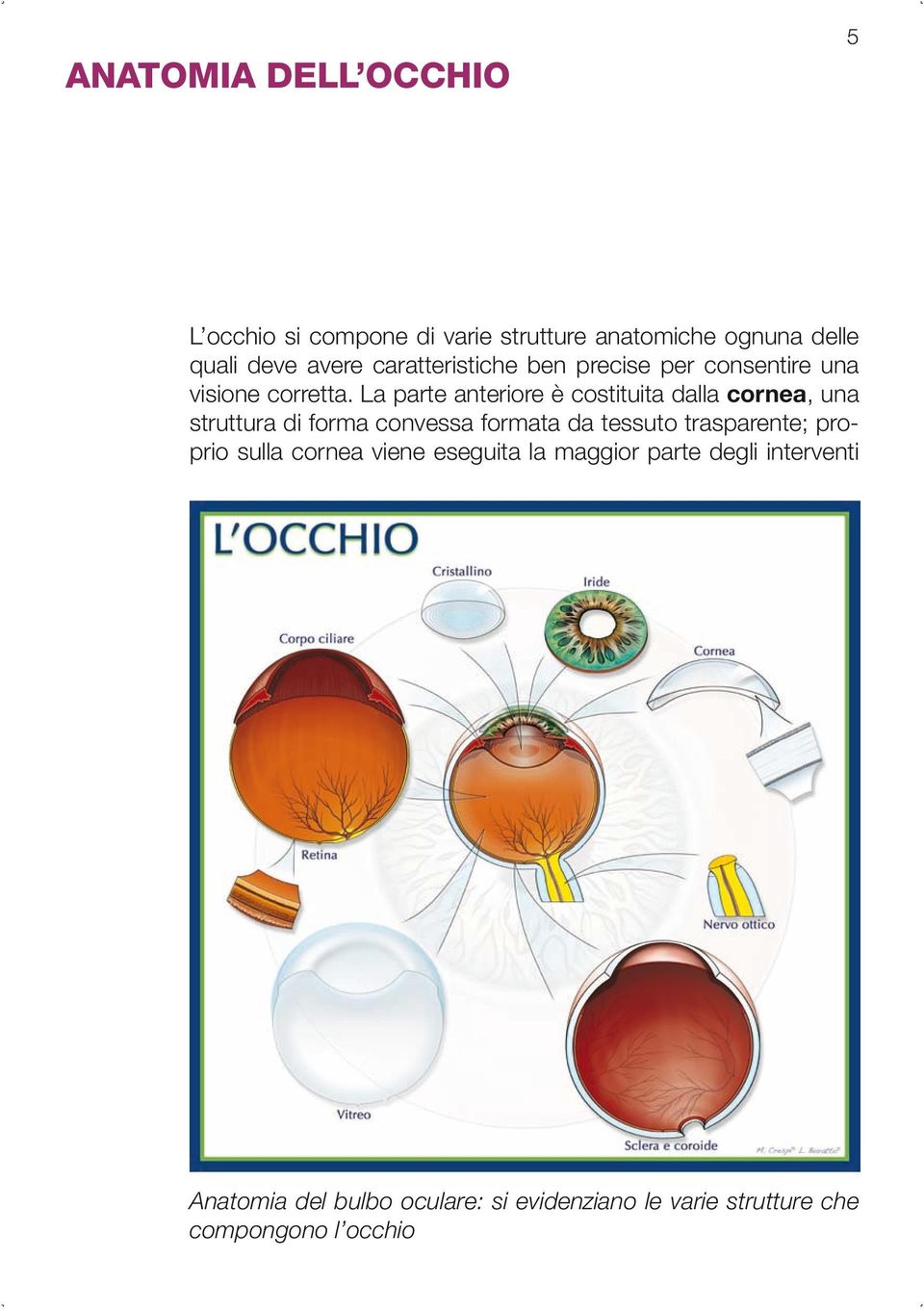 La parte anteriore è costituita dalla cornea, una struttura di forma convessa formata da tessuto