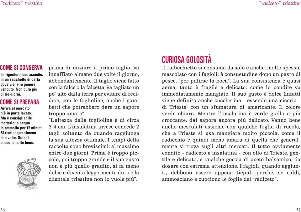 prima di iniziare il primo taglio. Va innaffiato almeno due volte il giorno, abbondantemente. Il taglio viene fatto con la falce o la falcetta.