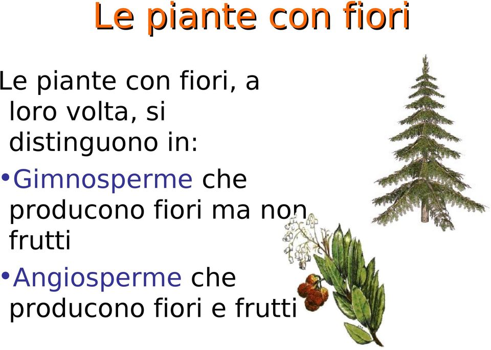 Gimnosperme che producono fiori ma non