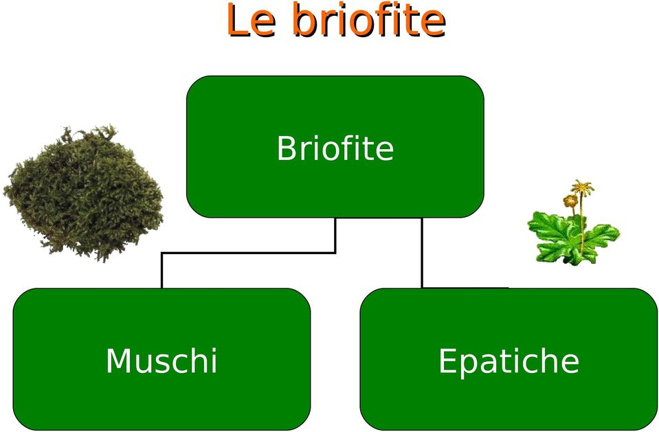 Briofite
