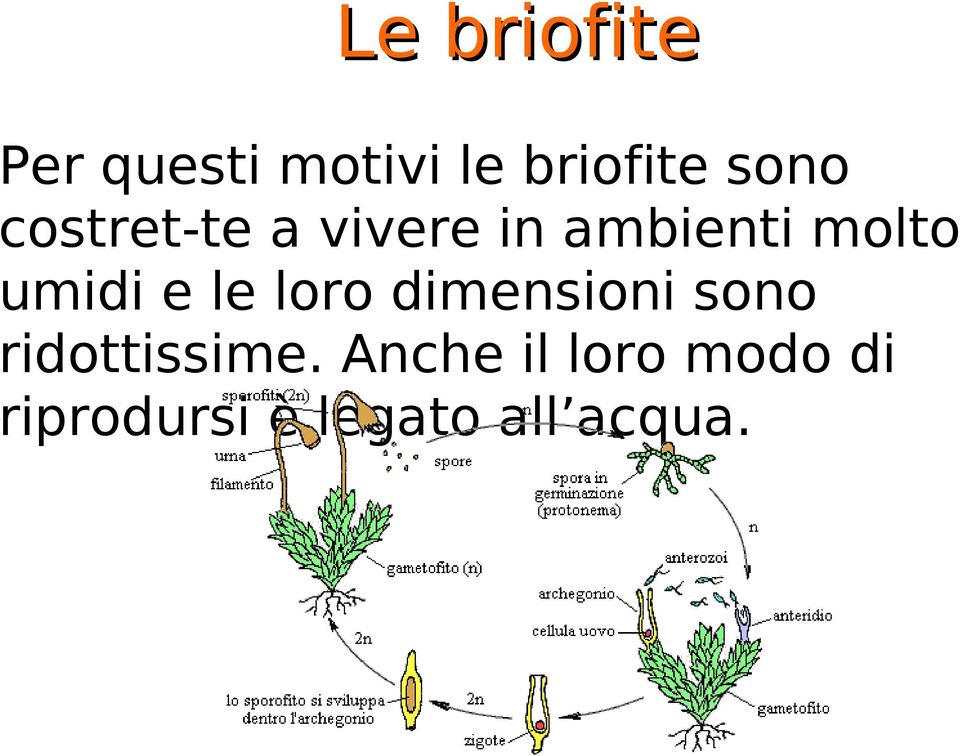 umidi e le loro dimensioni sono ridottissime.