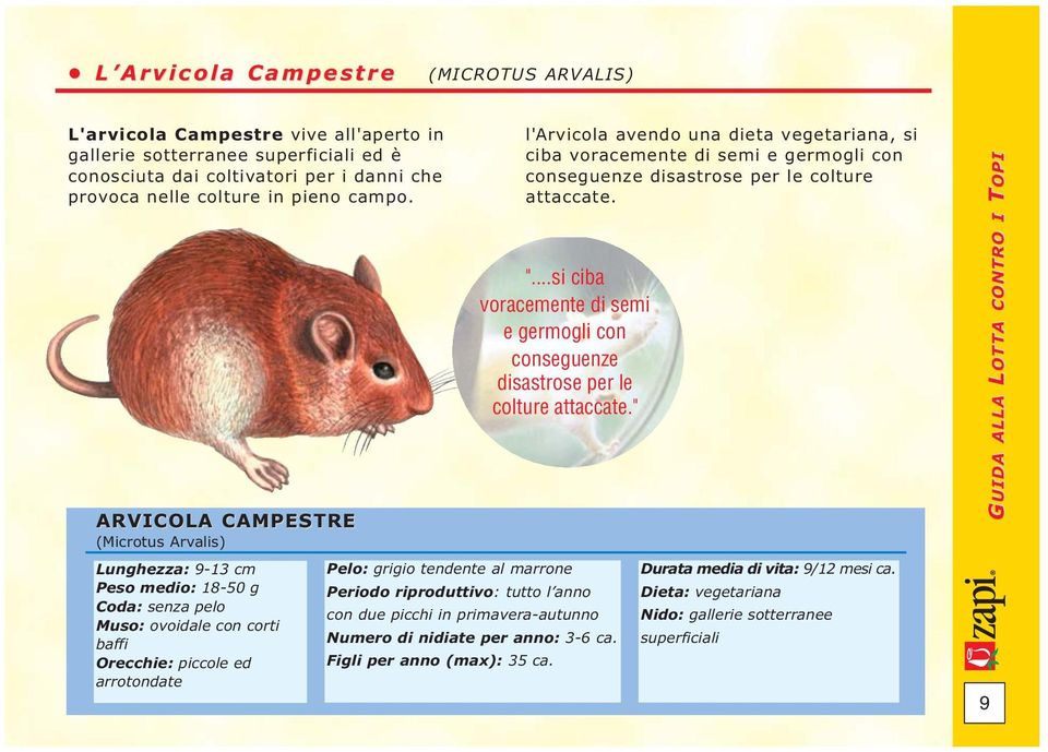 si ciba voracemente di semi e germogli con conseguenze disastrose per le colture attaccate.