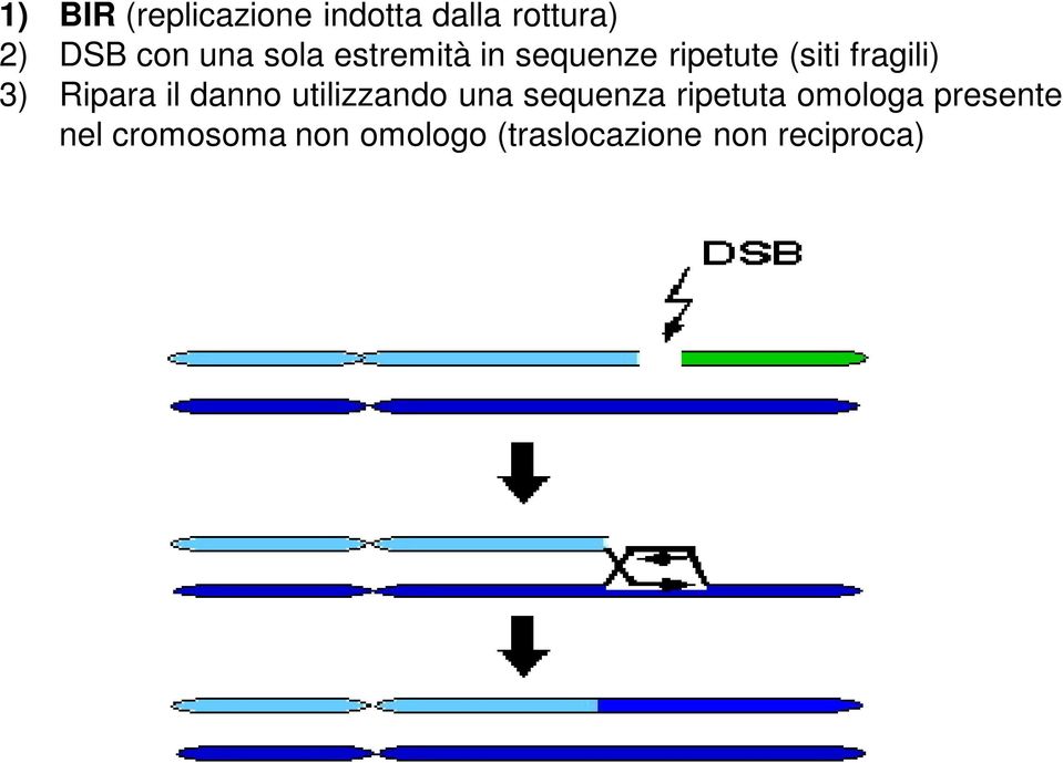 Ripara il danno utilizzando una sequenza ripetuta omologa