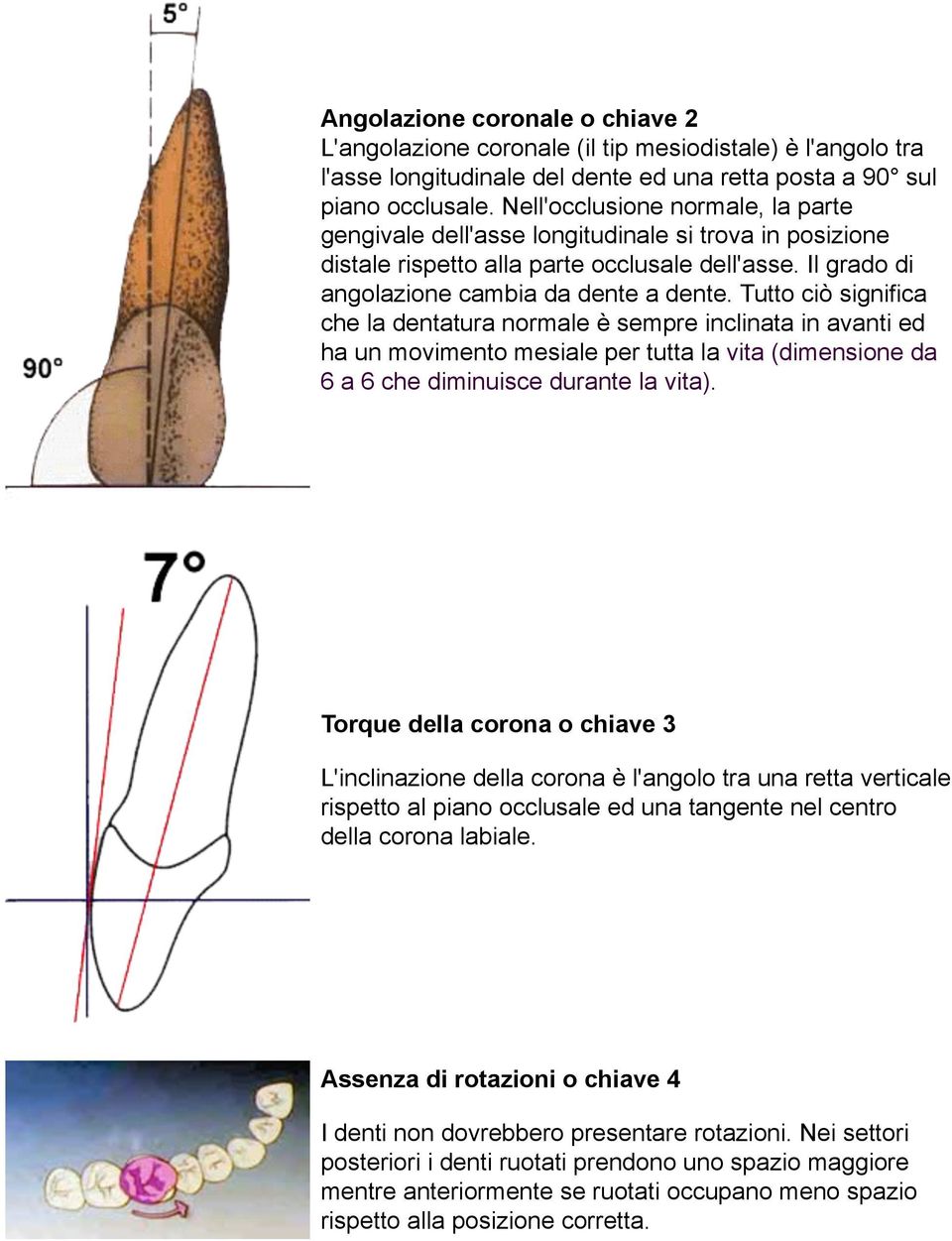 Tutto ciò significa che la dentatura normale è sempre inclinata in avanti ed ha un movimento mesiale per tutta la vita (dimensione da 6 a 6 che diminuisce durante la vita).