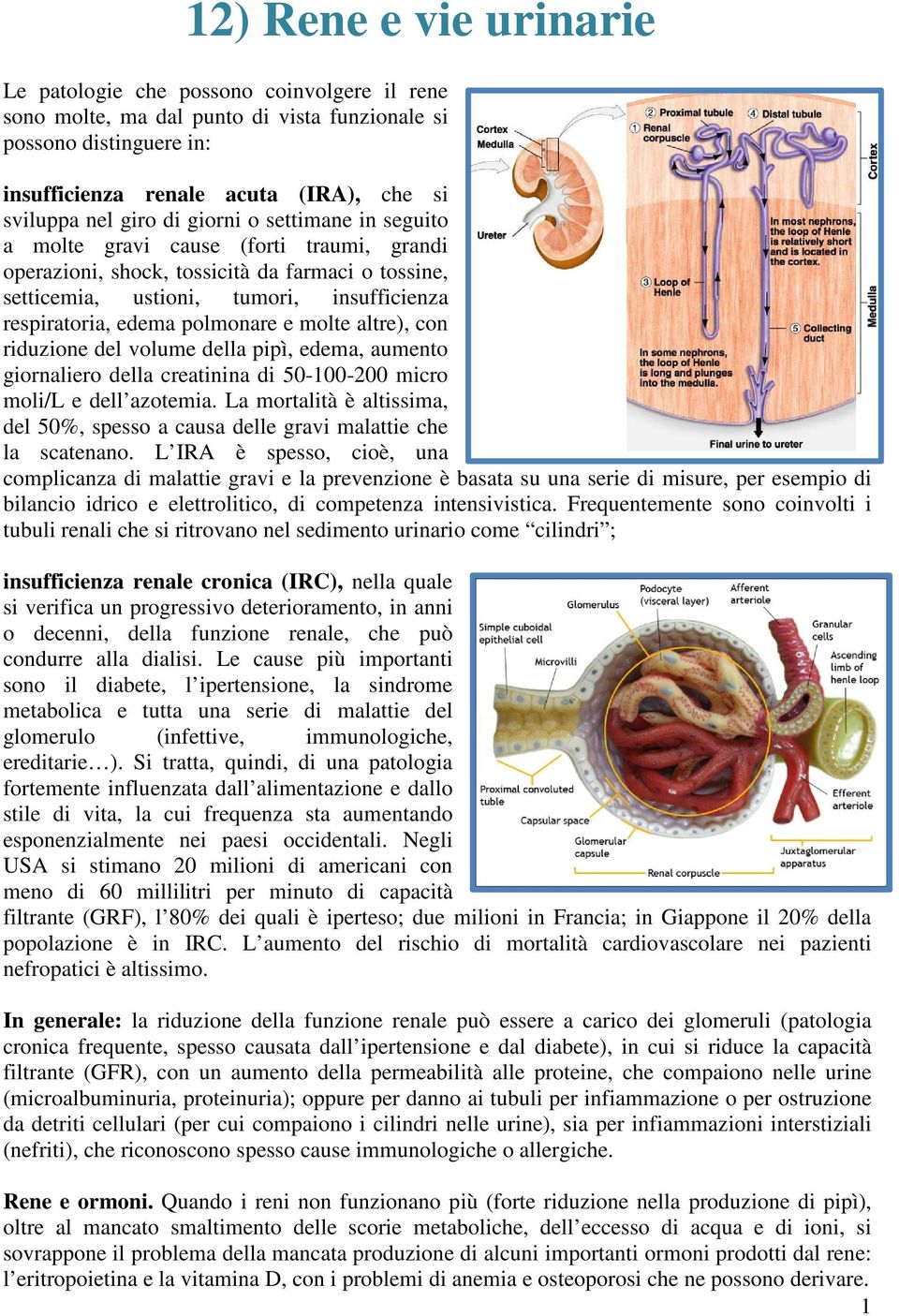 e molte altre), con riduzione del volume della pipì, edema, aumento giornaliero della creatinina di 50-100-200 micro moli/l e dell azotemia.