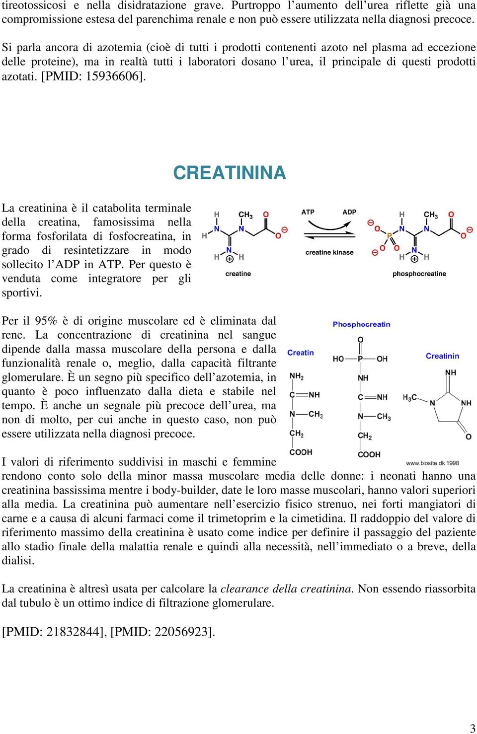 [PMID: 15936606]. La creatinina è il catabolita terminale della creatina, famosissima nella forma fosforilata di fosfocreatina, in grado di resintetizzare in modo sollecito l ADP in ATP.