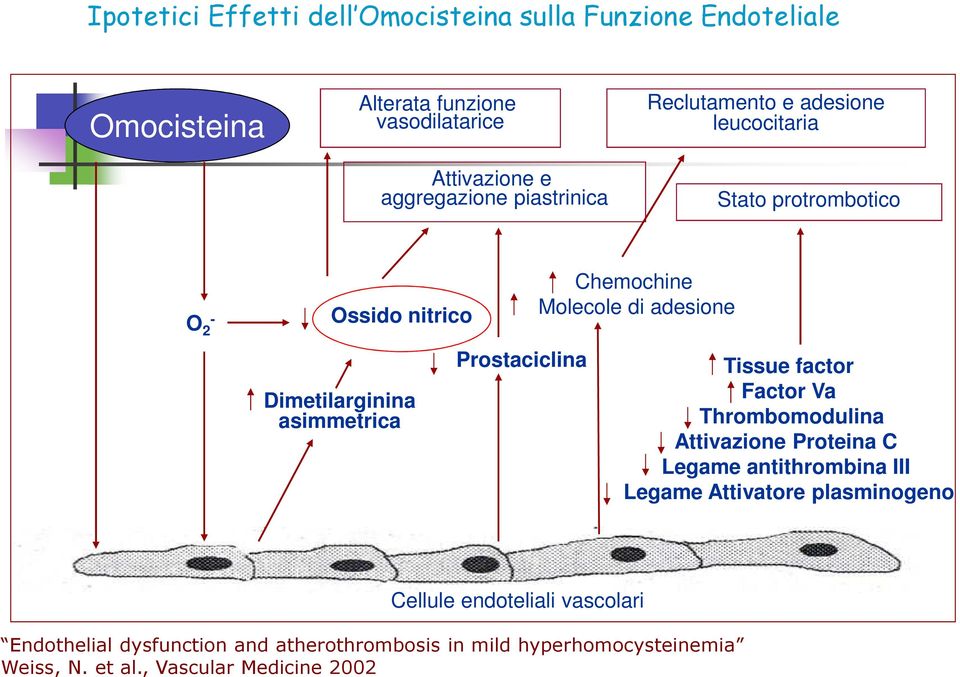 adesione leucocitaria Attivazione e aggregazione piastrinica Stato protrombotico O 2 - Ossido nitrico Dimetilarginina asimmetrica Prostaciclina