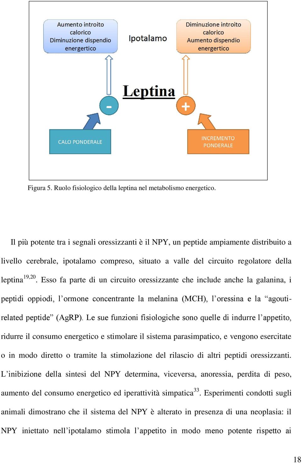 Esso fa parte di un circuito oressizzante che include anche la galanina, i peptidi oppiodi, l ormone concentrante la melanina (MCH), l oressina e la agoutirelated peptide (AgRP).