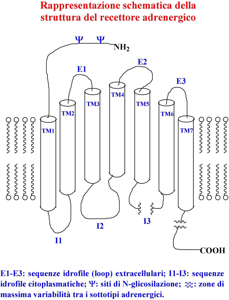 (loop) extracellulari; I1-I3: sequenze idrofile citoplasmatiche; Ψ: siti