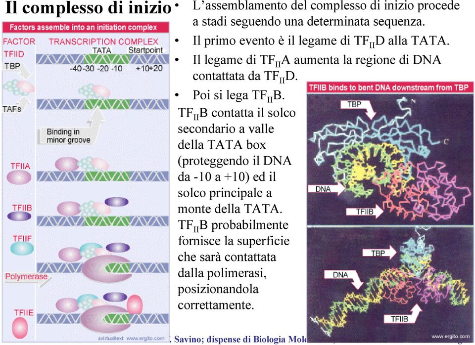 Poi si lega TF II B.