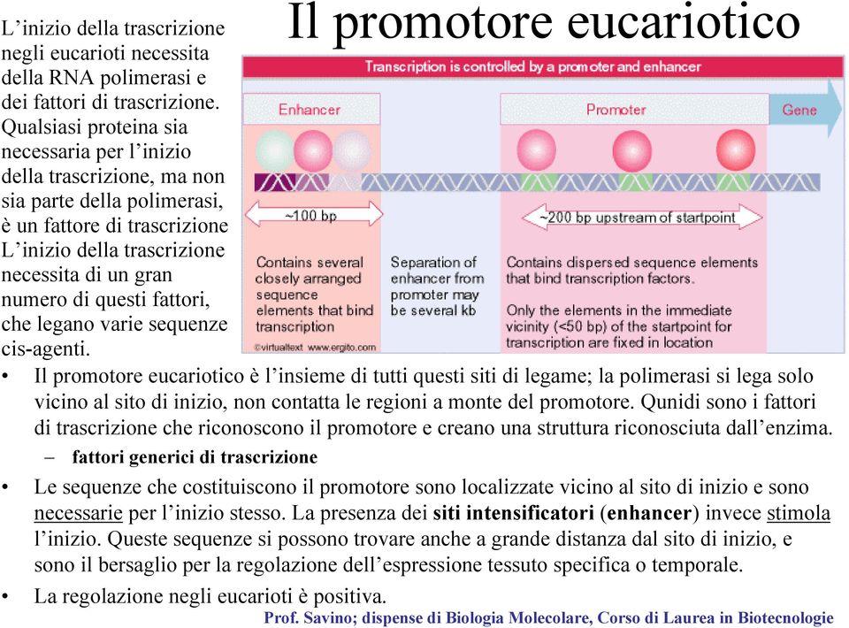 fattori, che legano varie sequenze cis-agenti.