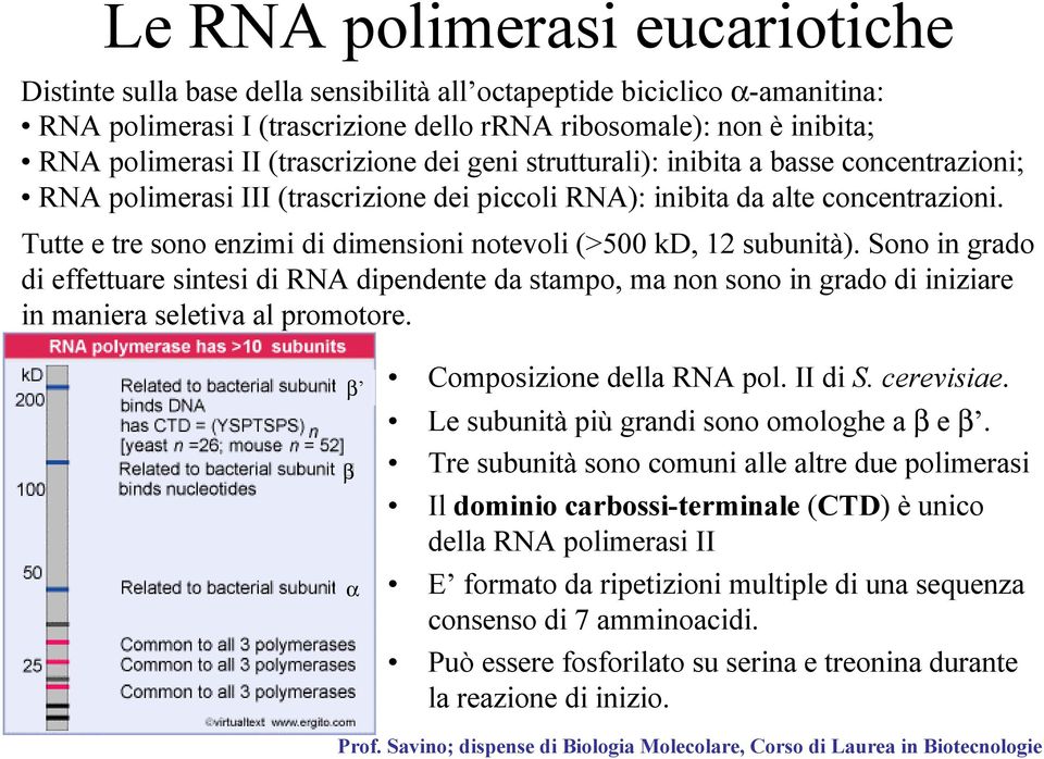 Tutte e tre sono enzimi di dimensioni notevoli (>500 kd, 12 subunità).