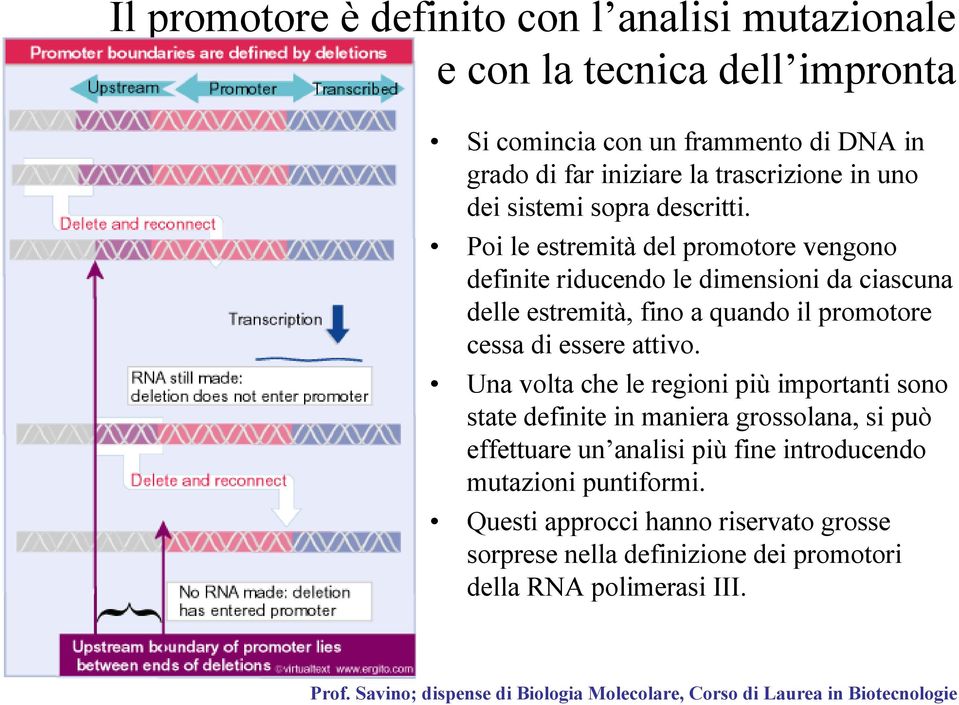 Poi le estremità del promotore vengono definite riducendo le dimensioni da ciascuna delle estremità, fino a quando il promotore cessa di essere attivo.