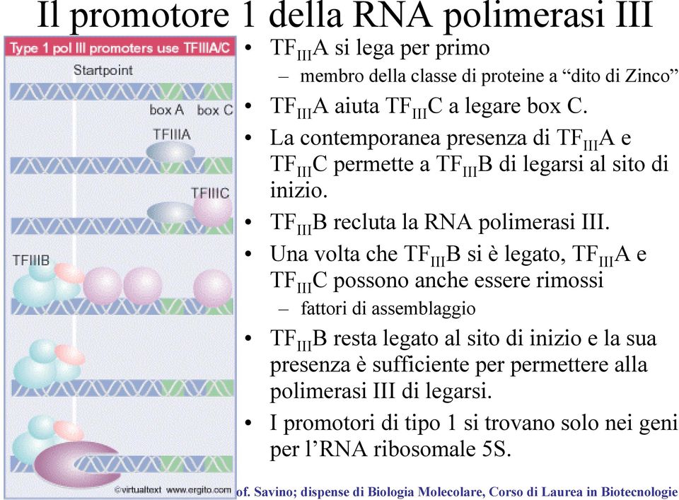 Una volta che TF III B si è legato, TF III A e TF III C possono anche essere rimossi fattori di assemblaggio TF III B resta legato al sito di inizio