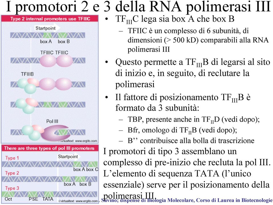 formato da 3 subunità: TBP, presente anche in TF II D (vedi dopo); Bfr, omologo di TF II B (vedi dopo); B contribuisce alla bolla di trascrizione I promotori