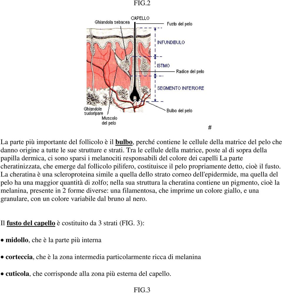 costituisce il pelo propriamente detto, cioè il fusto.