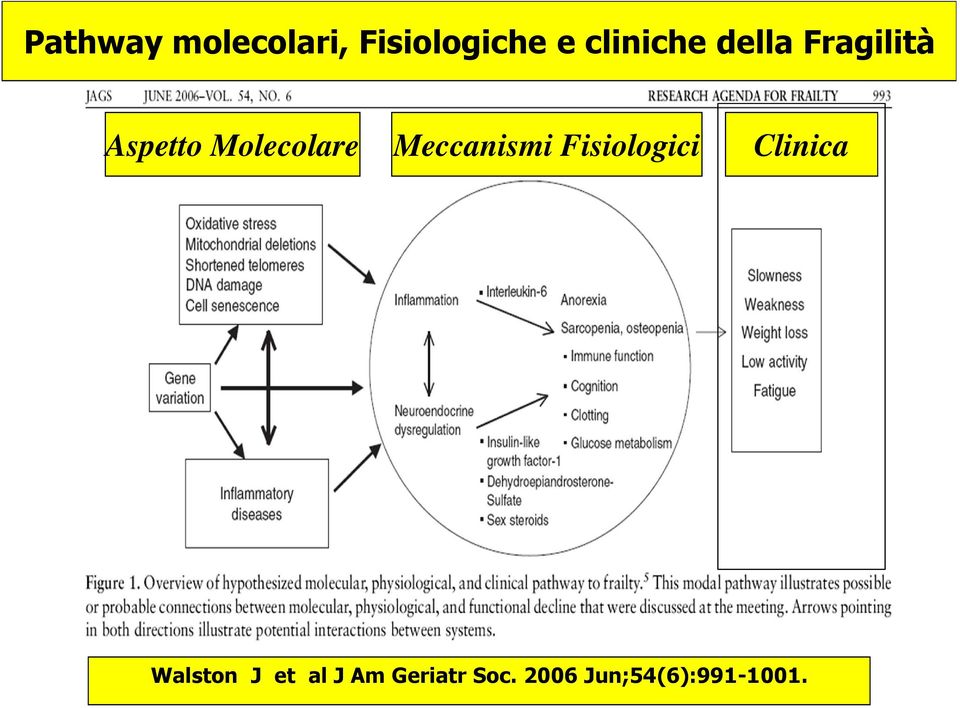 Molecolare Meccanismi Fisiologici Clinica