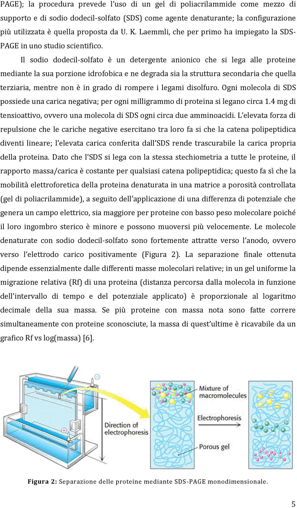 Il sodio dodecil-solfato è un detergente anionico che si lega alle proteine mediante la sua porzione idrofobica e ne degrada sia la struttura secondaria che quella terziaria, mentre non è in grado di