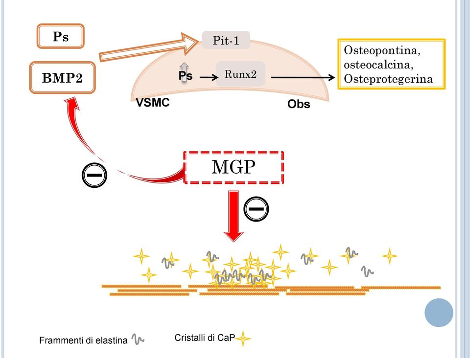 Osteprotegerina VSMC Obs MGP