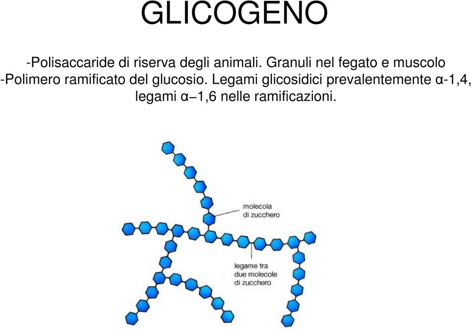 Granuli nel fegato e muscolo -Polimero