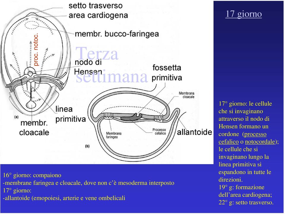 (emopoiesi, arterie e vene ombelicali 17 giorno: le cellule che si invaginano attraverso il nodo di Hensen
