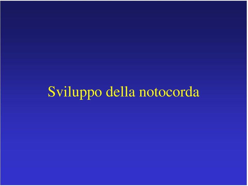 notocorda