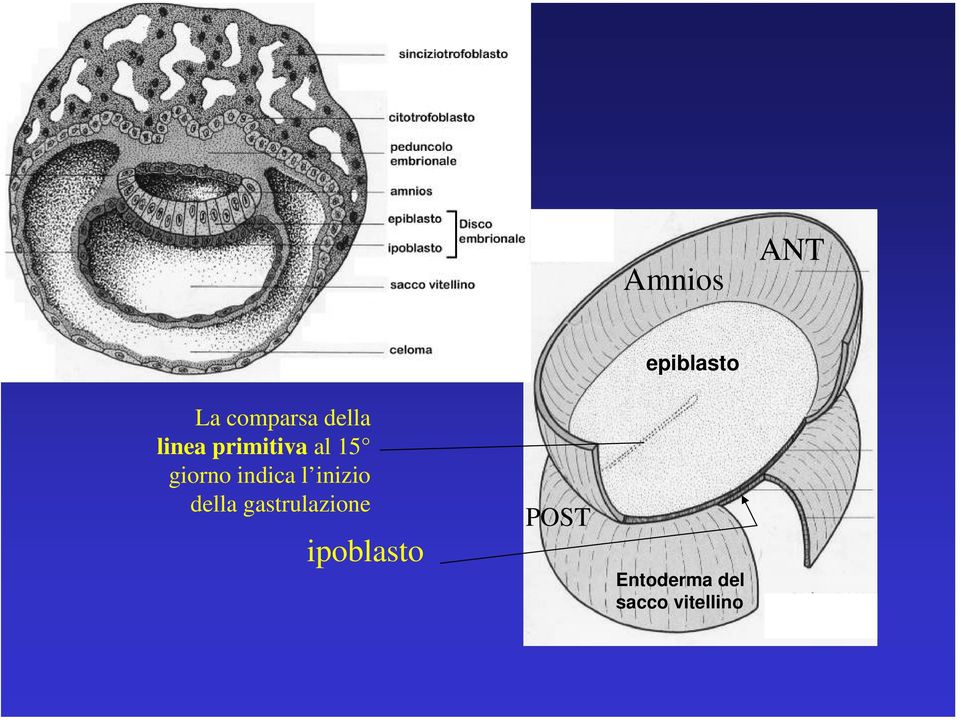 inizio della gastrulazione ipoblasto