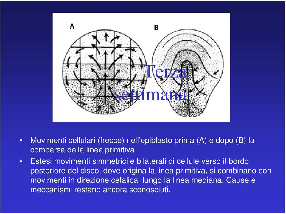 Estesi movimenti simmetrici e bilaterali di cellule verso il bordo posteriore del