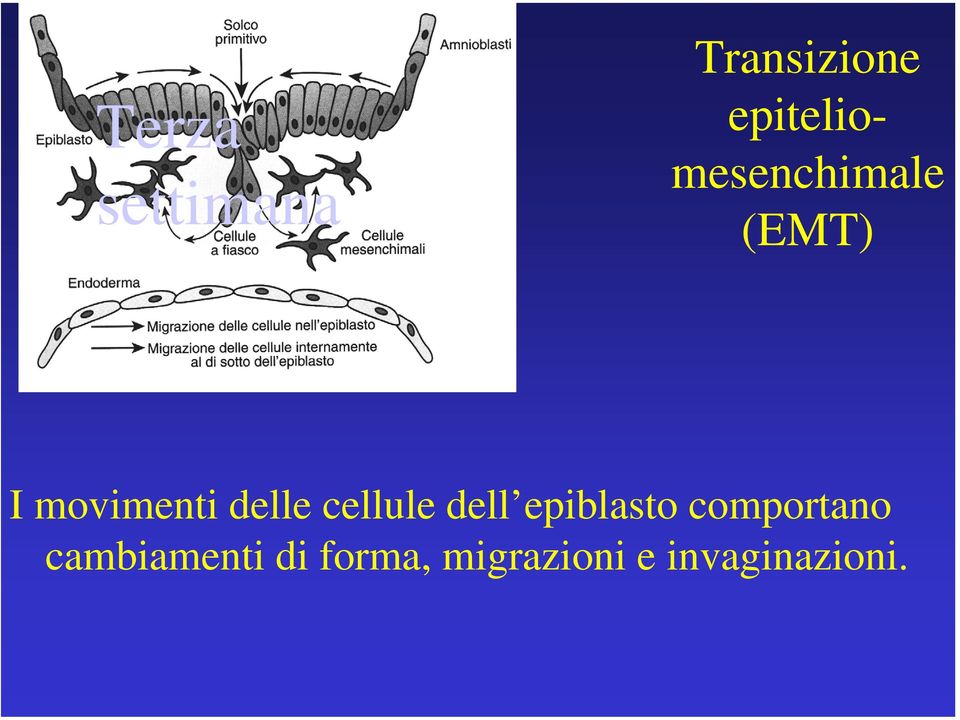 dell epiblasto comportano