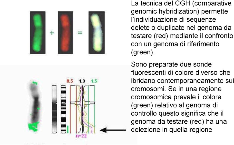 Sono preparate due sonde fluorescenti di colore diverso che ibridano contemporaneamente sui cromosomi.