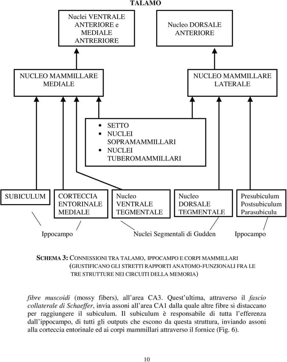 TALAMO, IPPOCAMPO E CORPI MAMMILLARI (GIUSTIFICANO GLI STRETTI RAPPORTI ANATOMO-FUNZIONALI FRA LE TRE STRUTTURE NEI CIRCUITI DELLA MEMORIA) fibre muscoidi (mossy fibers), all area CA3.