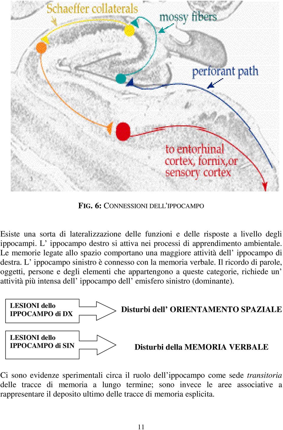 L ippocampo sinistro è connesso con la memoria verbale.