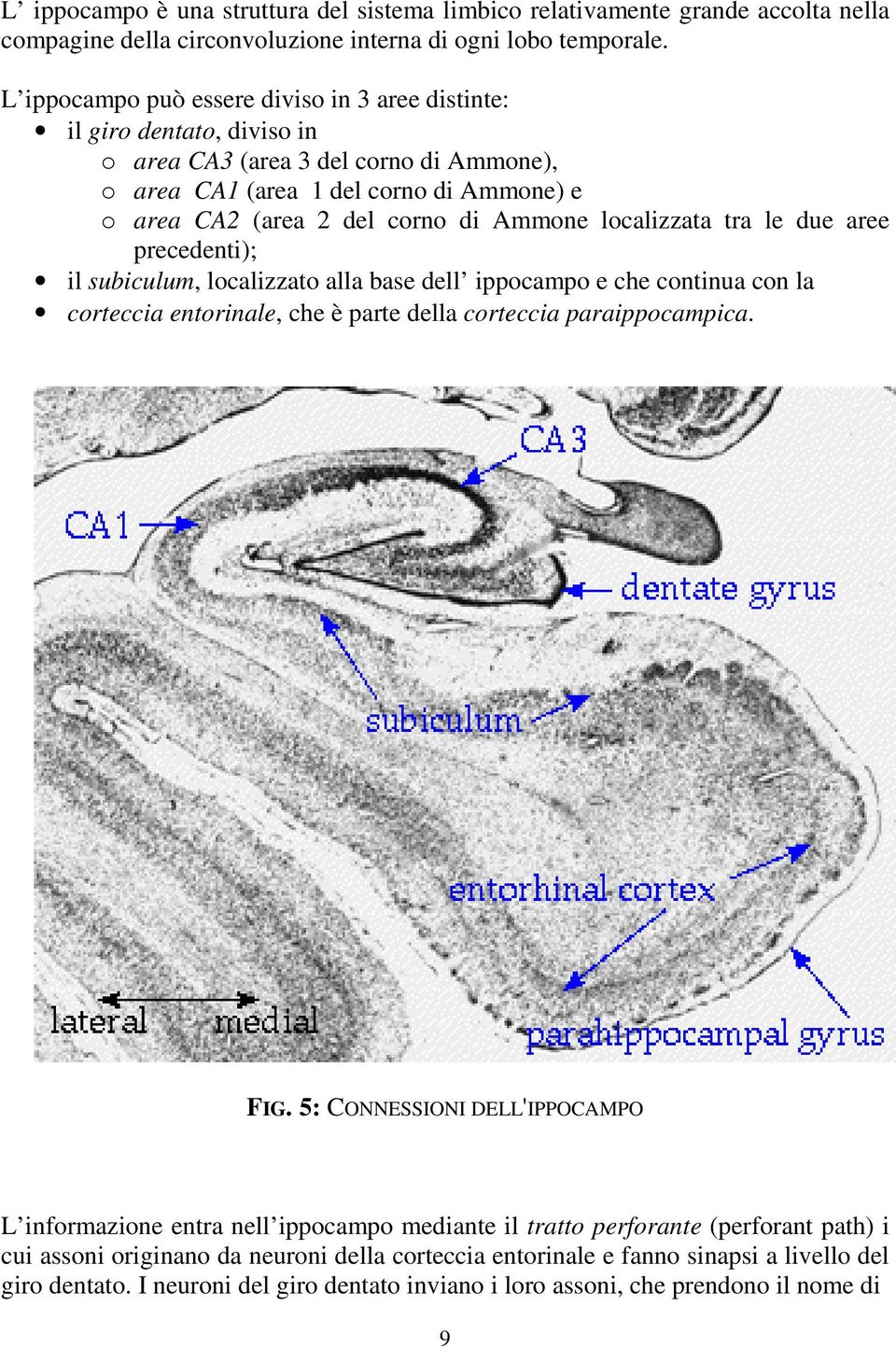 localizzata tra le due aree precedenti); il subiculum, localizzato alla base dell ippocampo e che continua con la corteccia entorinale, che è parte della corteccia paraippocampica. FIG.