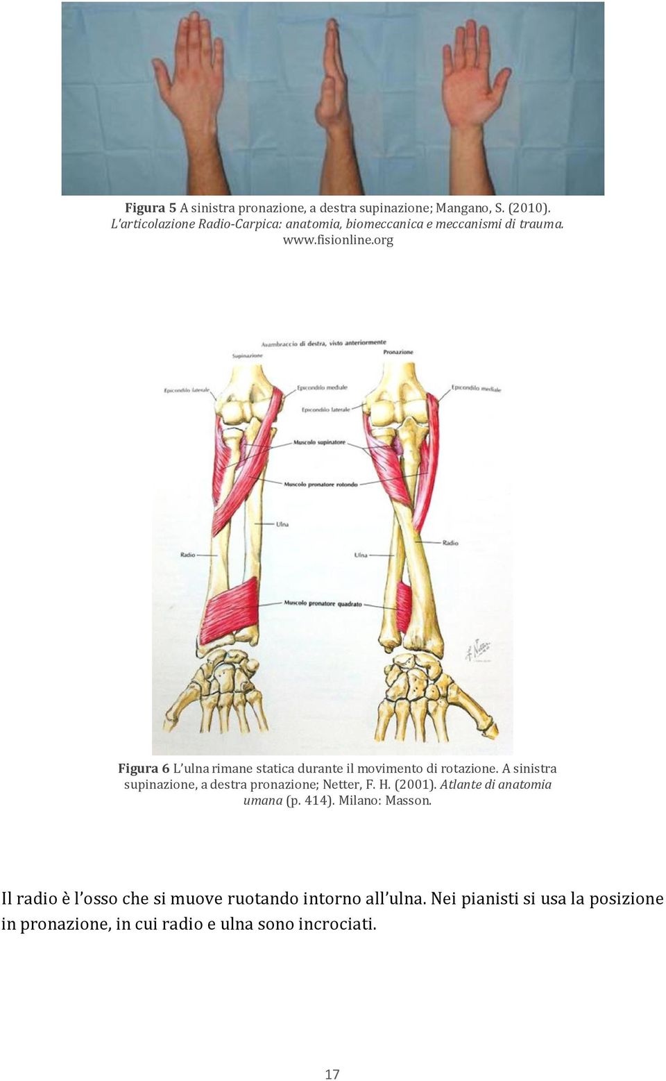 org Figura 6 L ulna rimane statica durante il movimento di rotazione. A sinistra supinazione, a destra pronazione; Netter, F.