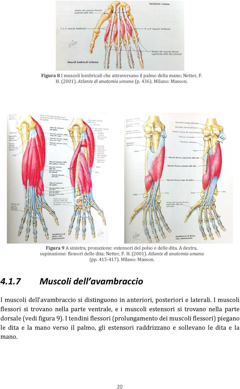 Milano: Masson. 4.1.7 Muscoli dell avambraccio I muscoli dell'avambraccio si distinguono in anteriori, posteriori e laterali.