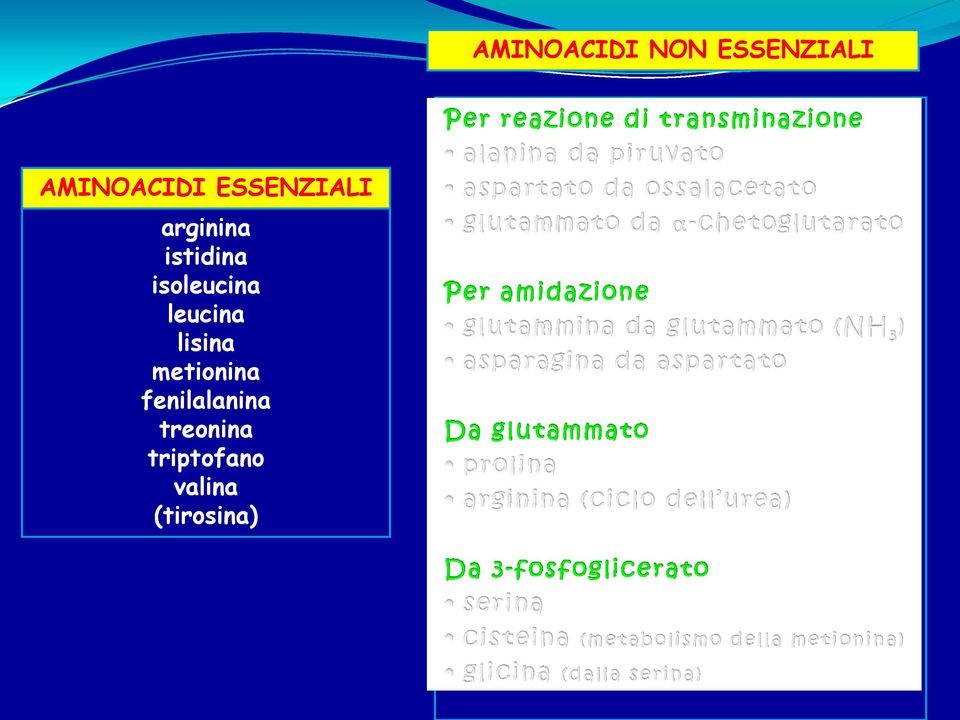 isoleucina leucina lisina metionina