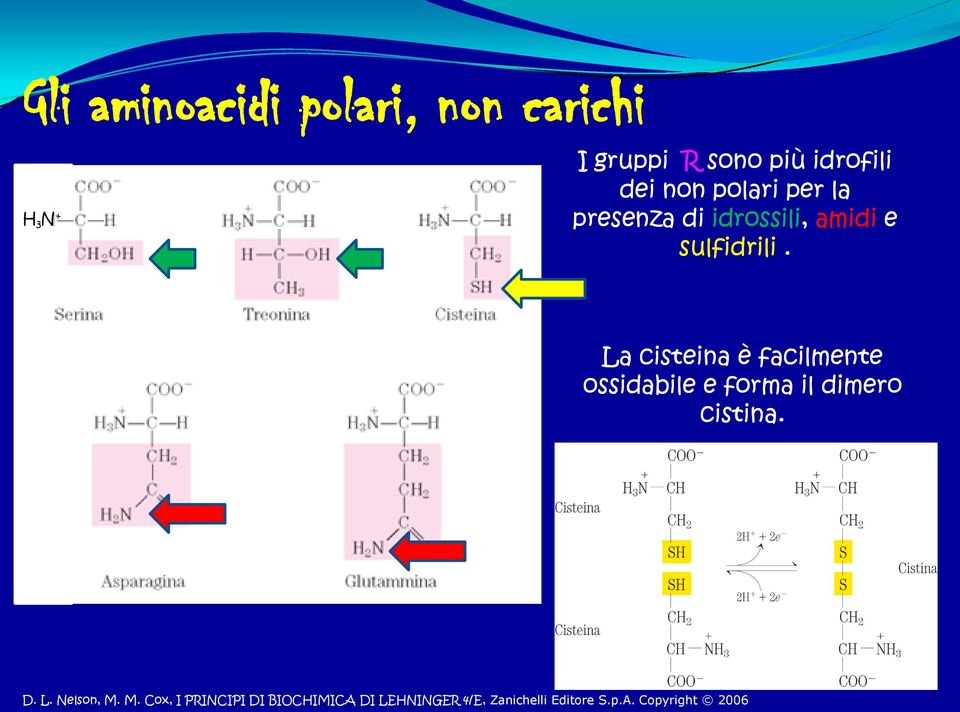 La cisteina è facilmente ossidabile e forma il dimero cistina. D. L.