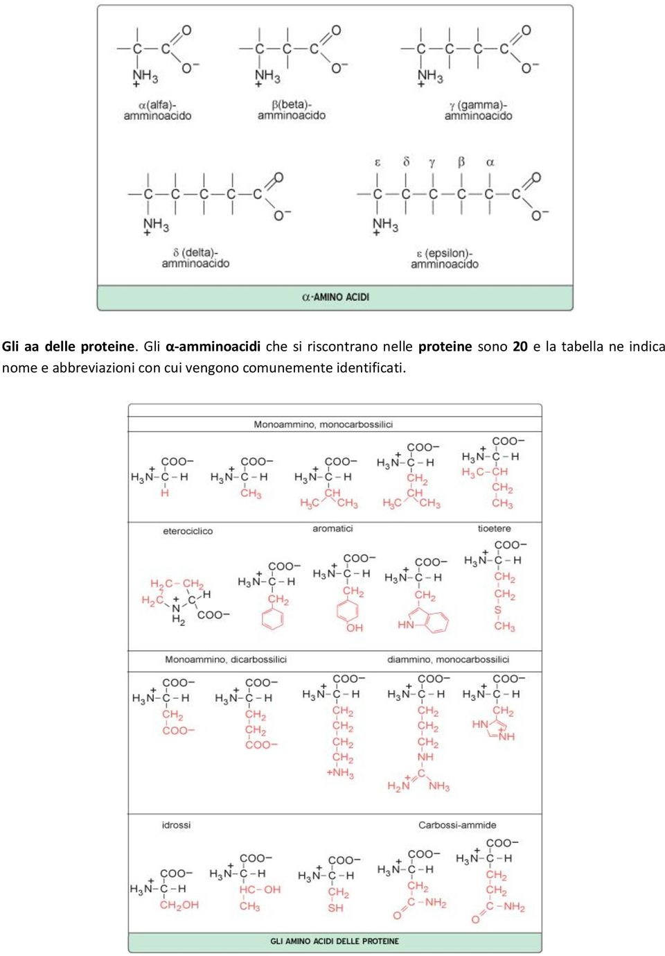 nelle proteine sono 20 e la tabella ne