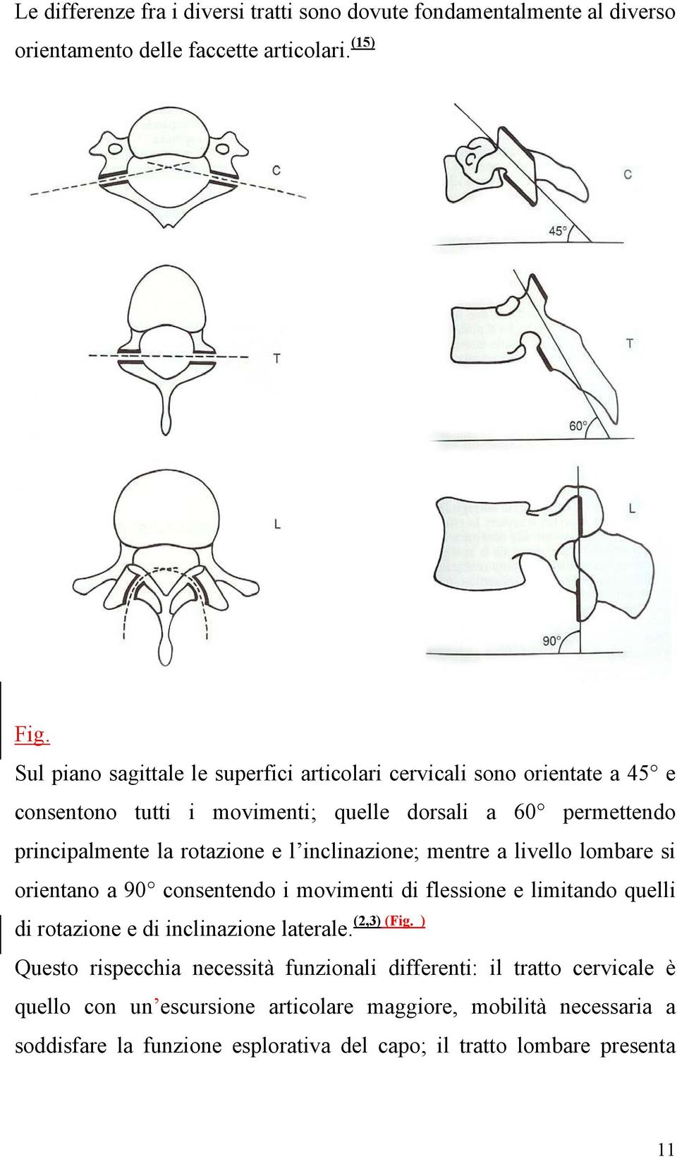 inclinazione; mentre a livello lombare si orientano a 90 consentendo i movimenti di flessione e limitando quelli (2,3) (Fig. ) di rotazione e di inclinazione laterale.