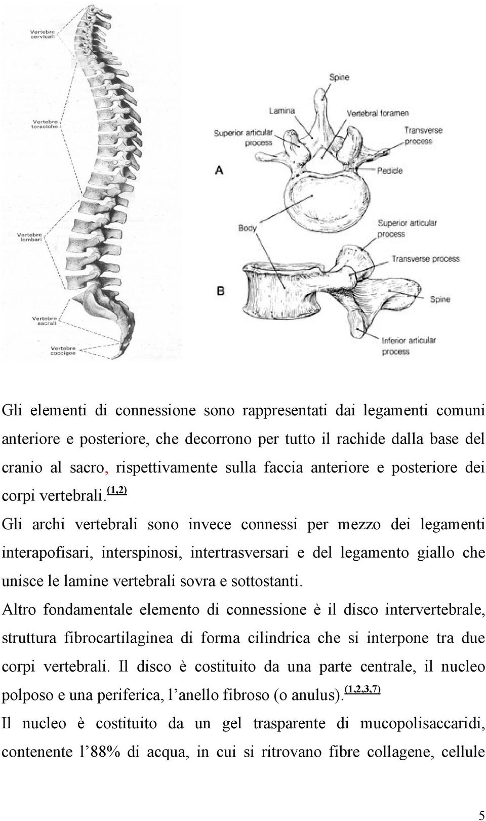 (1,2) Gli archi vertebrali sono invece connessi per mezzo dei legamenti interapofisari, interspinosi, intertrasversari e del legamento giallo che unisce le lamine vertebrali sovra e sottostanti.