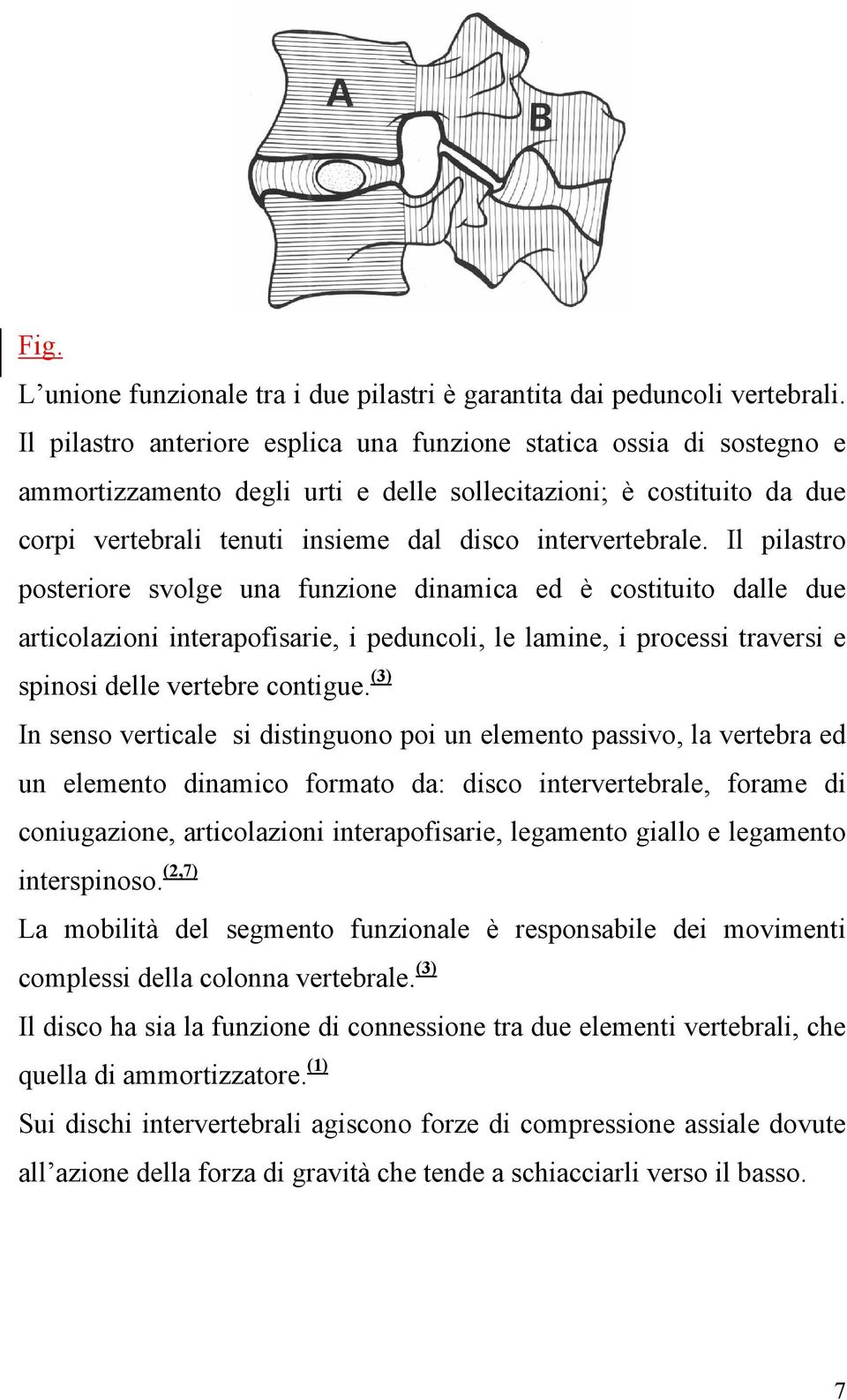 Il pilastro posteriore svolge una funzione dinamica ed è costituito dalle due articolazioni interapofisarie, i peduncoli, le lamine, i processi traversi e spinosi delle vertebre contigue.