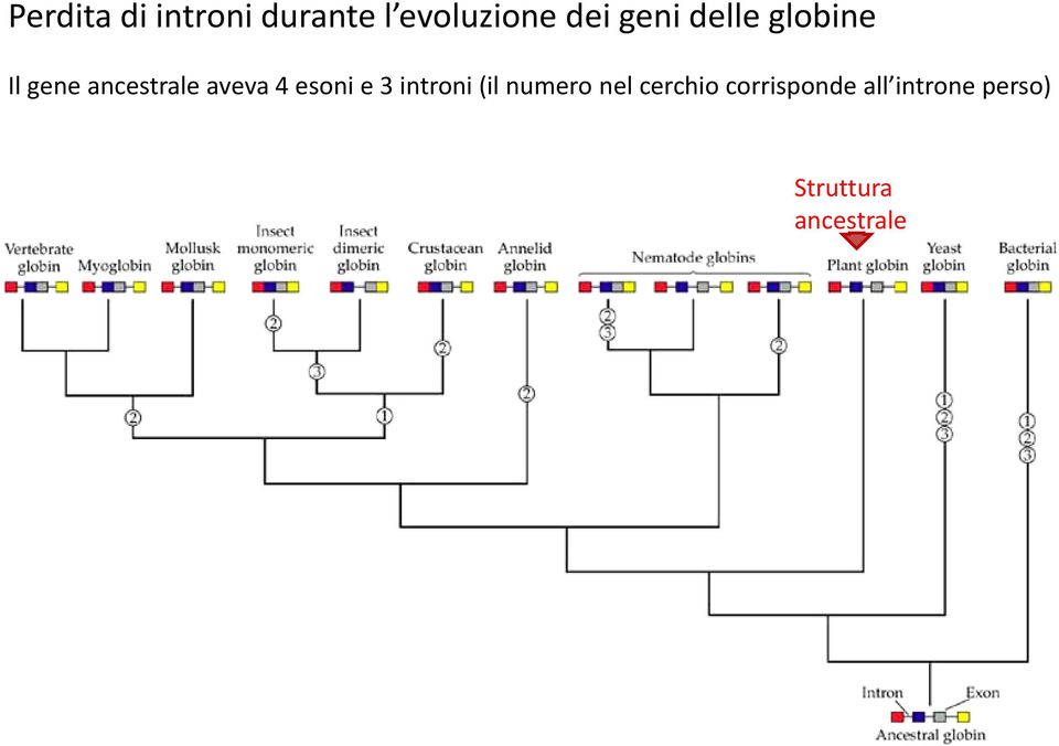 esoni e 3 introni (il numero nel cerchio