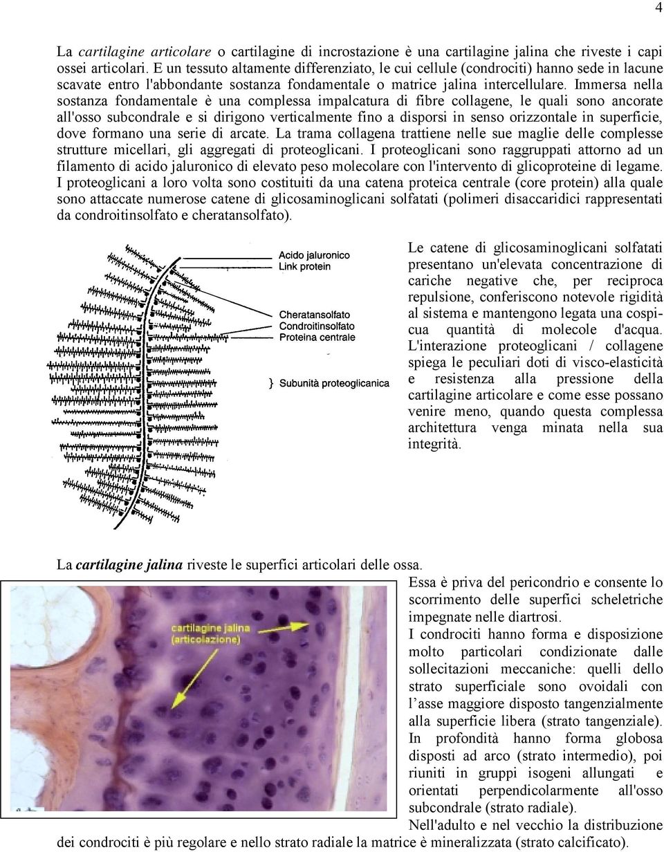 Immersa nella sostanza fondamentale è una complessa impalcatura di fibre collagene, le quali sono ancorate all'osso subcondrale e si dirigono verticalmente fino a disporsi in senso orizzontale in