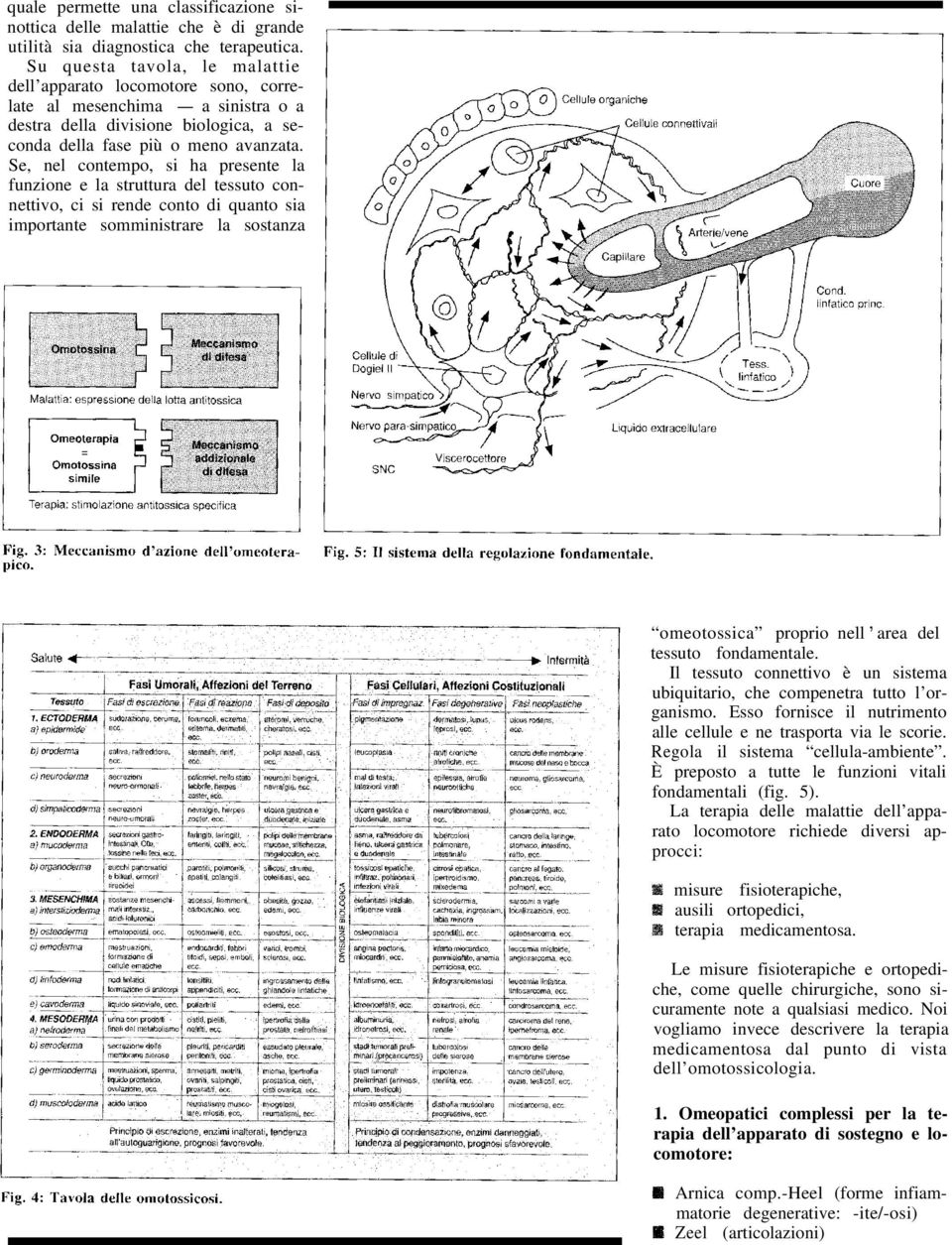 Se, nel contempo, si ha presente la funzione e la struttura del tessuto connettivo, ci si rende conto di quanto sia importante somministrare la sostanza omeotossica proprio nell area del tessuto