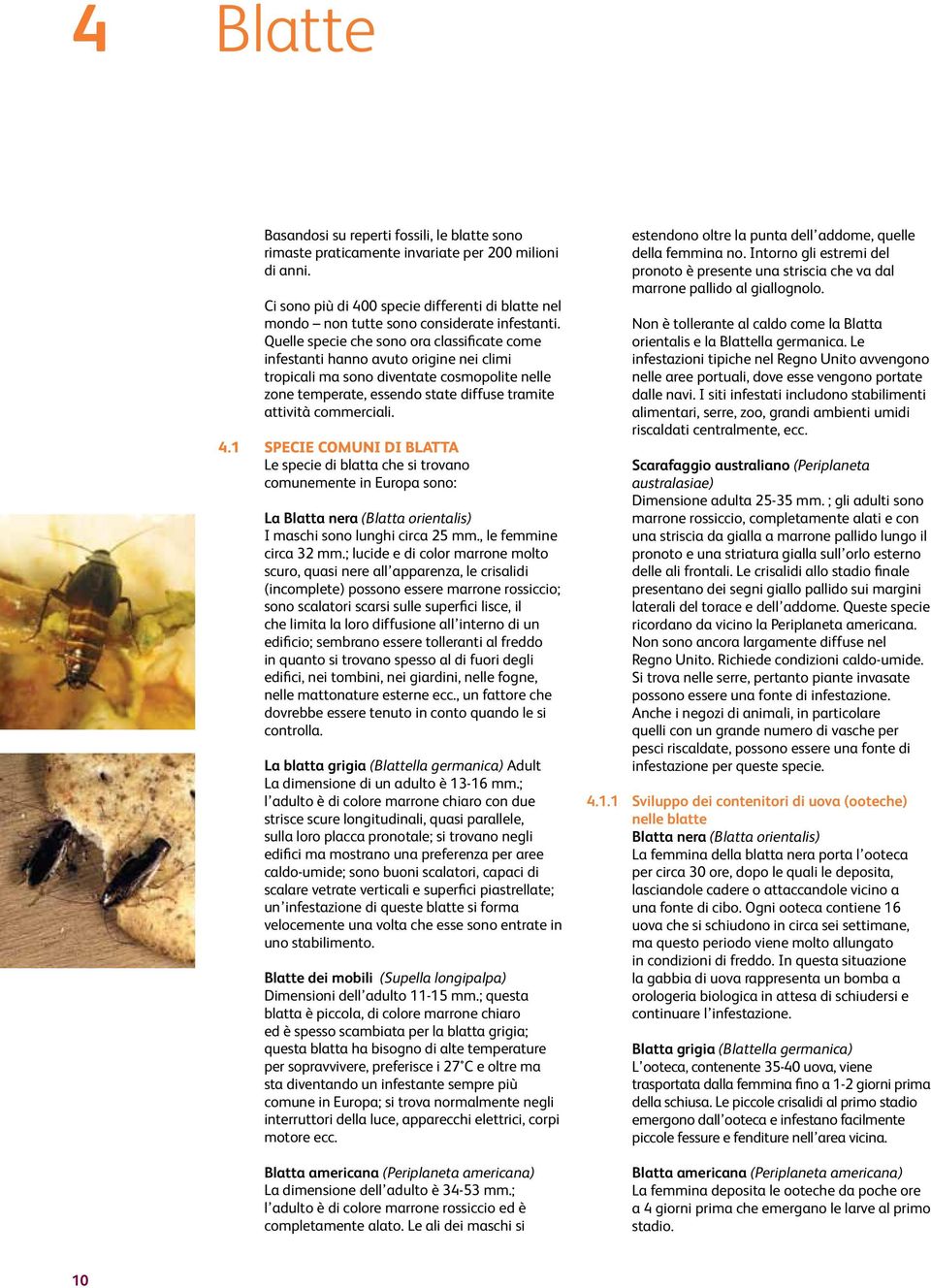 Quelle specie che sono ora classificate come infestanti hanno avuto origine nei climi tropicali ma sono diventate cosmopolite nelle zone temperate, essendo state diffuse tramite attività commerciali.