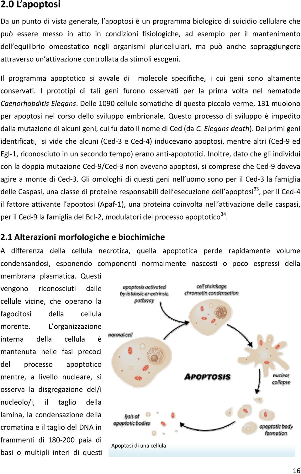 Il programma apoptotico si avvale di molecole specifiche, i cui geni sono altamente conservati. I prototipi di tali geni furono osservati per la prima volta nel nematode Caenorhabditis Elegans.