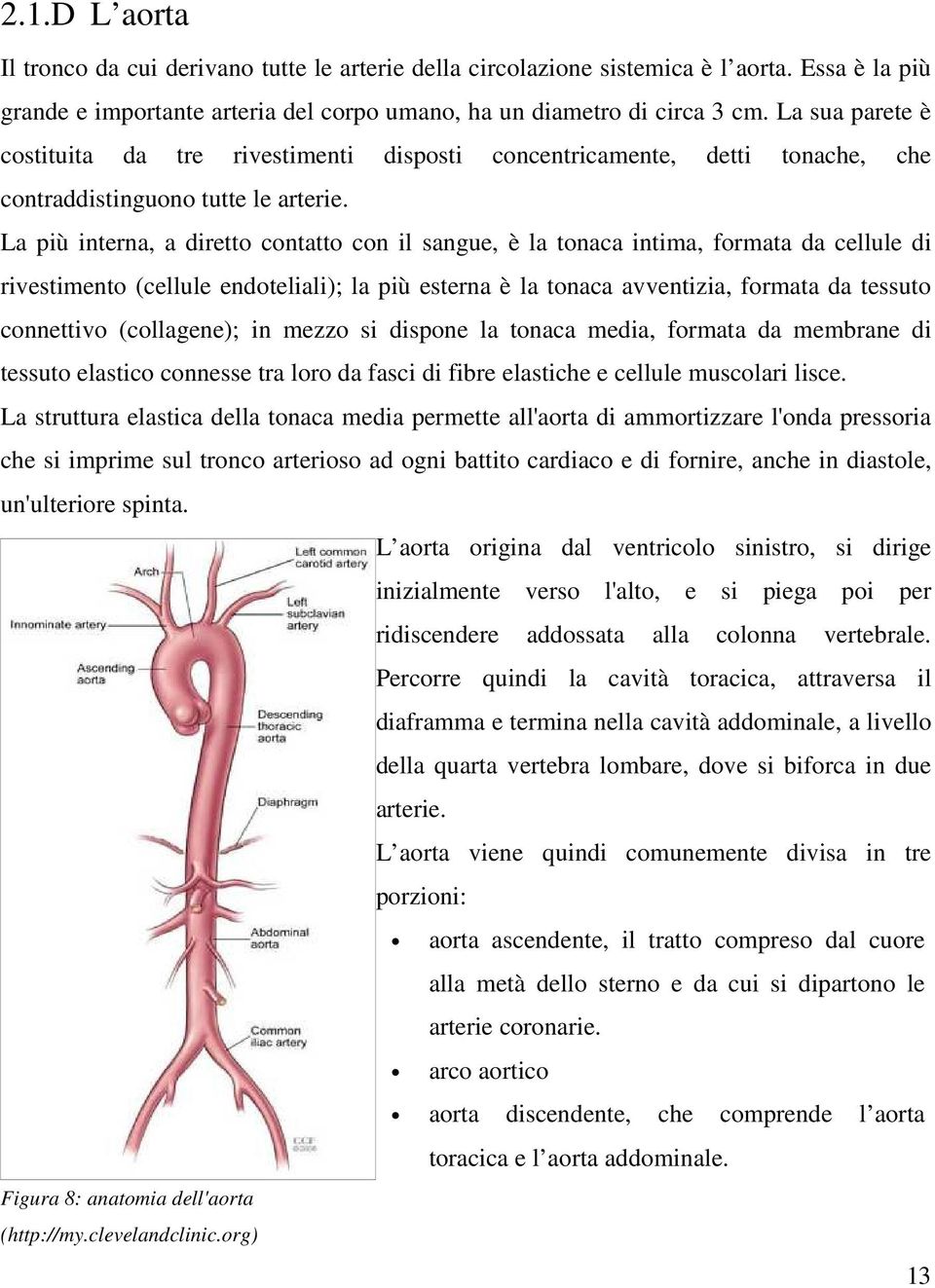 La più interna, a diretto contatto con il sangue, è la tonaca intima, formata da cellule di rivestimento (cellule endoteliali); la più esterna è la tonaca avventizia, formata da tessuto connettivo