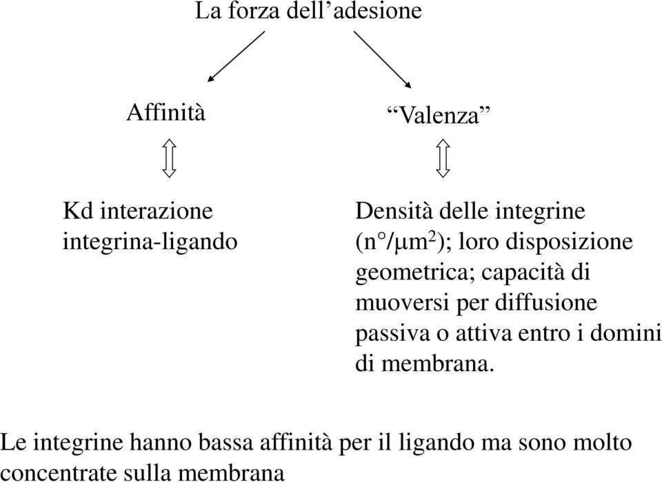 muoversi per diffusione passiva o attiva entro i domini di membrana.