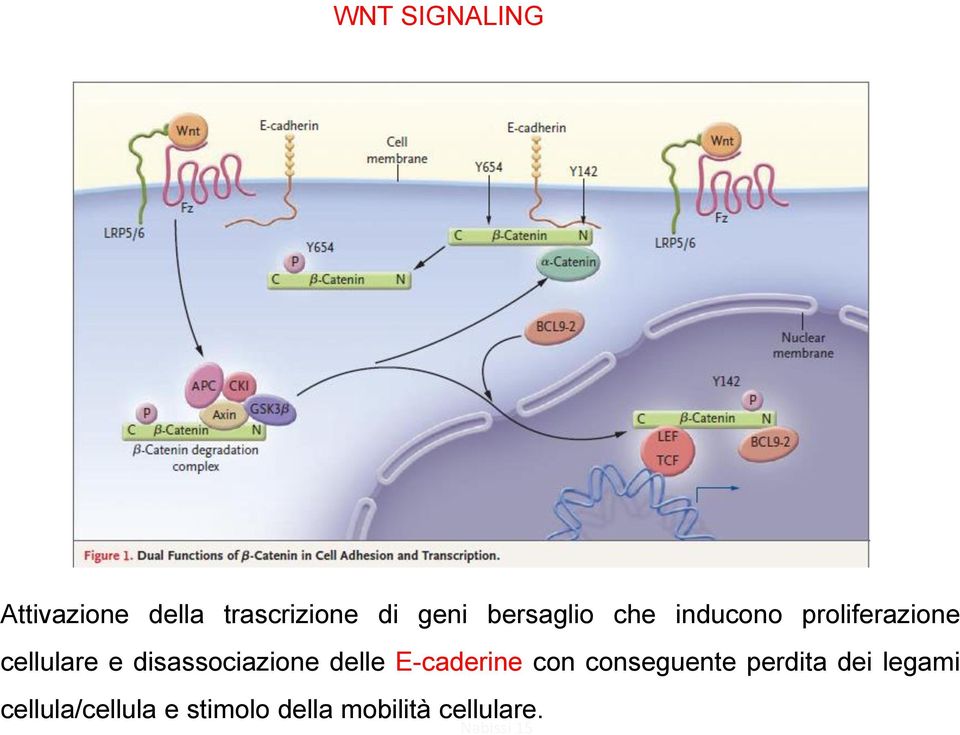 disassociazione delle E-caderine con conseguente