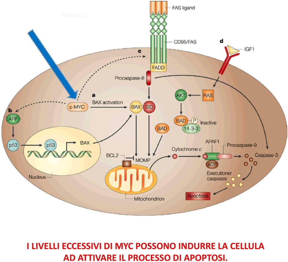 CELLULA AD ATTIVARE IL